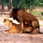 lions mating sabi sand